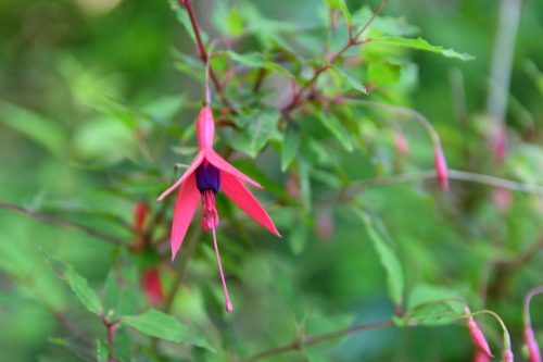 Blume am Wegrand in Lynton/England